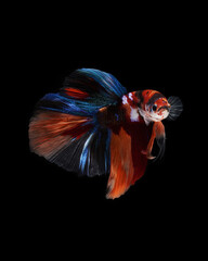 A betta fish is a small, freshwater fish that is brightly colored
has long fins and sometimes called a Siamese fighting fish.
This is one of kind betta fish called Nemo Halfmoon Betta Fish