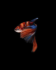 A betta fish is a small, freshwater fish that is brightly colored
has long fins and sometimes called a Siamese fighting fish.
This is one of kind betta fish called Nemo Halfmoon Betta Fish