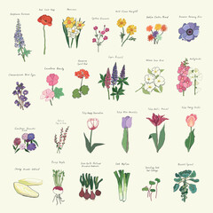 Vegetables, flowers, tulips vector illustrations set