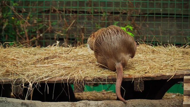 Domestic nutria on the farm