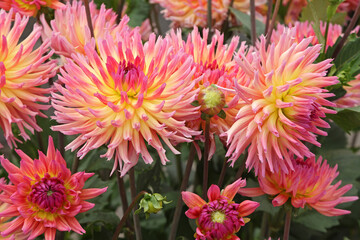 Dahlia cactus rose et jaune  © hcast