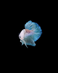 A betta fish is a small, freshwater fish that is brightly colored
has long fins and sometimes called a Siamese fighting fish.
This is one of kind betta fish called Halfmoon Plakat Betta Fish