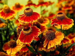 multicolor red,brown and yellow flowers of hellenium plant in a garden