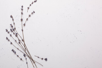 Sprigs of dried lavender on a white background
