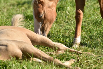American Quarter Horse Zucht