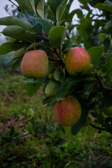 apples on tree