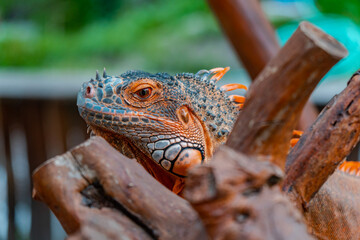 Iguana, Herbivorous Lizard Genus Relaxing & Sunbathing - Close Up