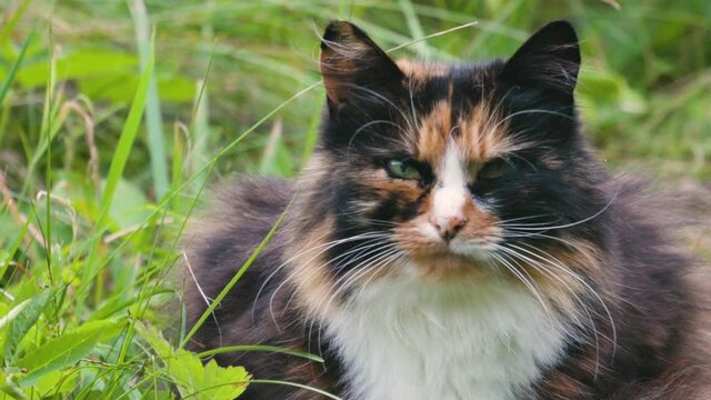 Cat looking around, scouting for birds or mouse