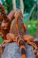 Iguana, Herbivorous Lizard Genus Relaxing & Sunbathing - Close Up