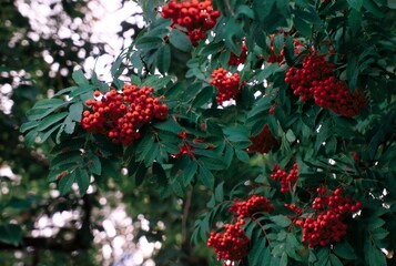 bunches of rowan on a tree