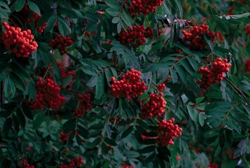 bunches of rowan on a tree