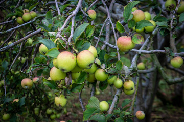 apples on a tree