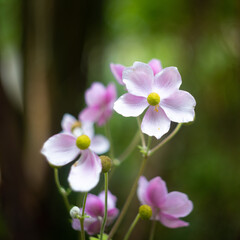 Blooming flower in Golden Gate Park San Francisco California