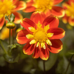 dalhia in bloom in golden gate park san francisco