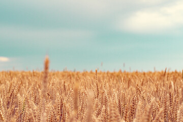 golden wheat field