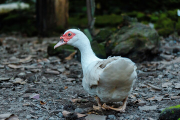 White Muscovy Duck relaxing in the backyard