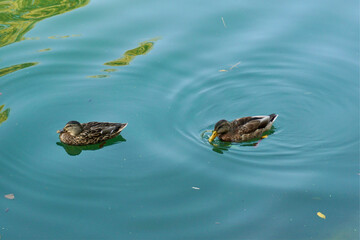 Ducks  in the pond