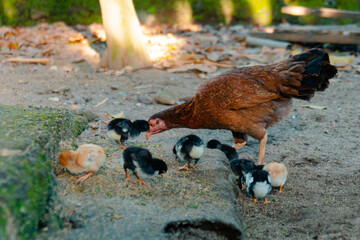 Some chicks with their mother are looking for food on the ground in the backyard