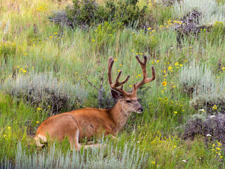 A large male mule deer beds down on a grassy hillside of wildflowers.