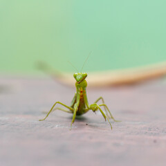 Close-up and bokeh of green praying mantis with sharp hands and elegant view on leaves in a garden