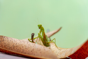 Close-up and bokeh of green praying mantis with sharp hands and elegant view on leaves in a garden
