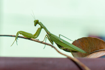 Close-up and bokeh of green praying mantis with sharp hands and elegant view on leaves in a garden