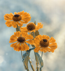 Dzielżan jesienny Helenium © Iwona