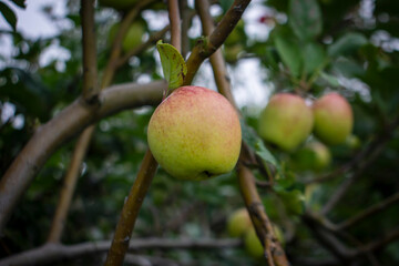 apple on tree
