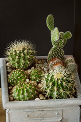 Metallic pot with several hedgehog and barrel cacti and one with Opuntia microdasys