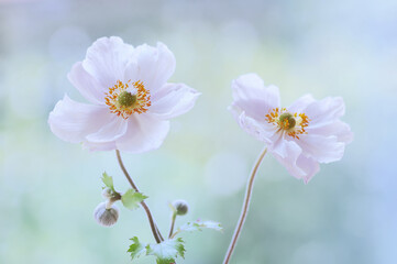 Anemony , zawilce wiosenne kwiaty