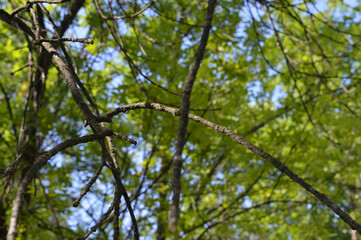 green leaves against the sky