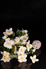 White beautiful jasmine flowers on black background