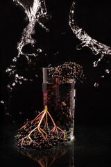 Glass of water and black elderberry berries on a dark background