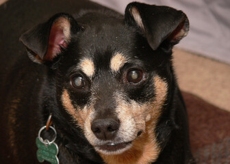 portrait of a miniature pinscher dog