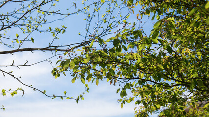 Amelanchier Tree in Summer