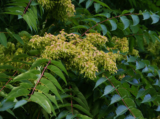 foliage and winged-seeds of ash tree - Fraxinus excelsior 