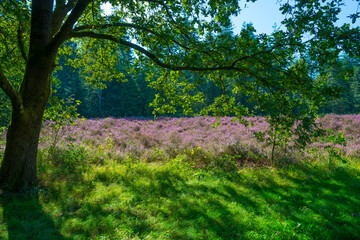 Flowering heather and trees in a forest in bright sunlight in summer, Baarn, Lage Vuursche, Utrecht, The Netherlands, September 5, 2021