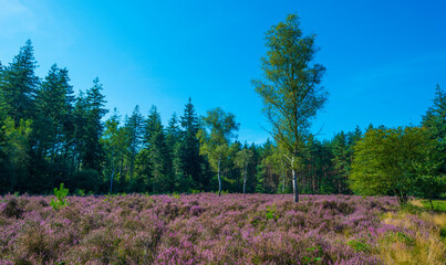 Fototapeta premium Flowering heather and trees in a forest in bright sunlight in summer, Baarn, Lage Vuursche, Utrecht, The Netherlands, September 5, 2021