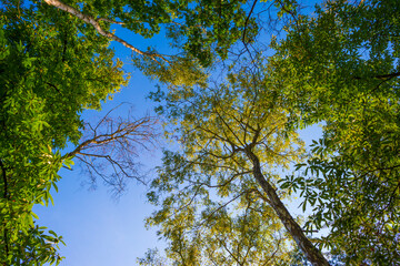 Fototapeta premium Path in a sunlit green forest in bright sunlight in summer, Baarn, Lage Vuursche, Utrecht, The Netherlands, September 5, 2021