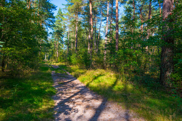 Path in a sunlit green forest in bright sunlight in summer, Baarn, Lage Vuursche, Utrecht, The Netherlands, September 5, 2021