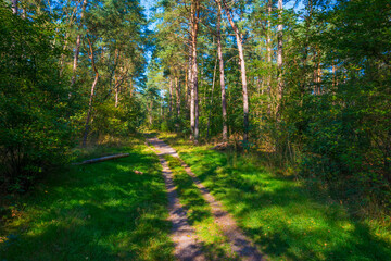Path in a sunlit green forest in bright sunlight in summer, Baarn, Lage Vuursche, Utrecht, The Netherlands, September 5, 2021