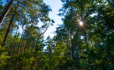Obraz premium Path in a sunlit green forest in bright sunlight in summer, Baarn, Lage Vuursche, Utrecht, The Netherlands, September 5, 2021