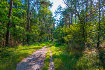 Fototapeta na wymiar Path in a sunlit green forest in bright sunlight in summer, Baarn, Lage Vuursche, Utrecht, The Netherlands, September 5, 2021