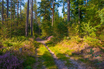 Fototapeta premium Path in a sunlit green forest in bright sunlight in summer, Baarn, Lage Vuursche, Utrecht, The Netherlands, September 5, 2021