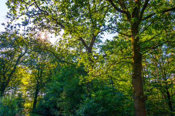 Path in a sunlit green forest in bright sunlight in summer, Baarn, Lage Vuursche, Utrecht, The Netherlands, September 5, 2021