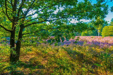Flowering heather and trees in a forest in bright sunlight in summer, Baarn, Lage Vuursche, Utrecht, The Netherlands, September 5, 2021