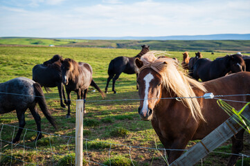 Bonitos caballos en Islandia un dia soleado de verano