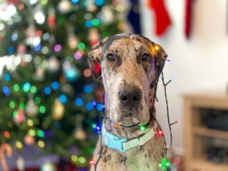 Christmas portrait of a dog