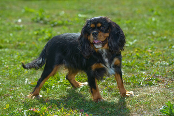 little cute cocker spaniel dog at walk, close view 