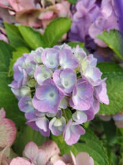 Fototapeta premium NatureBoy. Blumen dieser Welt Zuhause